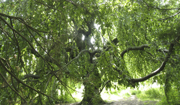 Das Arboretum im Seeburgpark