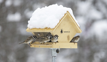 Wildvögel richtig füttern Wildvögel massvoll und richtig füttern