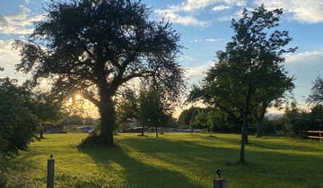 Baum im Obstgarten Sägenösch Baum im Obstgarten Sägenösch