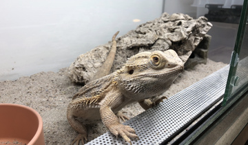 Wildvogel-/Reptilienstation - Copyright: Tierschutzverein Kreuzlingen Wildvogel-/Reptilienstation
