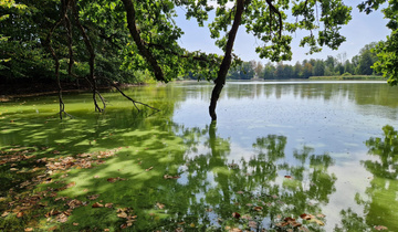 Bild Lengwiler Weiher Blaualgen