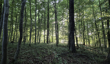 Wem geh&ouml;rt der Wald