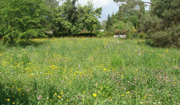 Blumenwiese