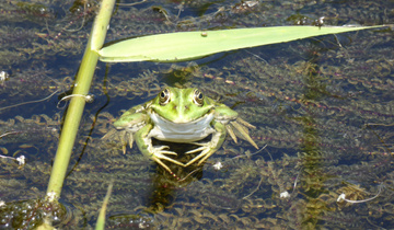 Frosch in Weiher