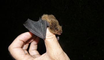 Bild Fledermaus