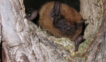 Bild Grosser Abendsegler_Foto von Wolf-Dieter Burk Bild Grosser Abendsegler_Foto von Wolf-Dieter Burk
