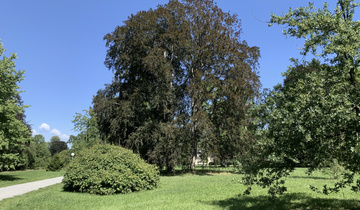 Blutbuche im Seeburgpark ist krank Blutbuche im Seeburgpark ist krank