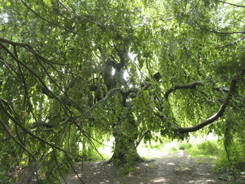 Das Arboretum im Seeburgpark Das Arboretum im Seeburgpark