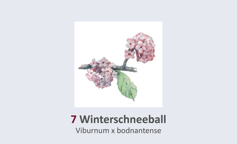 Winterschneeball, Viburnum x bodnantense Duft- und Winterblütengarten Schild 7