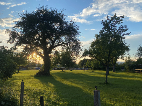 Baum im Obstgarten Sägenösch