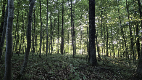 Kreuzlingen entdecken Wem geh&ouml;rt der Wald, BILD