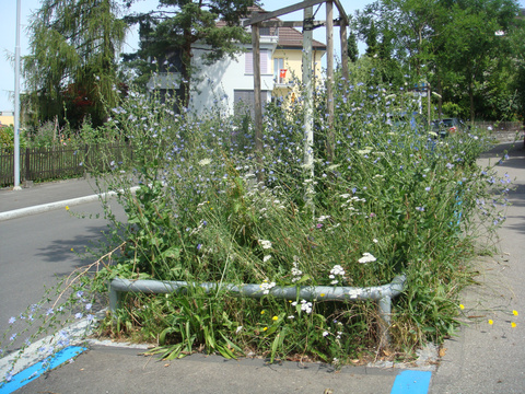 Beispiel Strassenbegrünung Strassenbegrünung