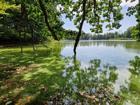 Bild Lengwiler Weiher Blaualgen