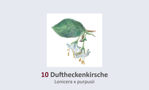 Duft- Heckenkirsche, Lonicera x purpusii Duft- und Winterblütengarten Schild 10