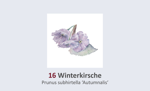 Winterkirsche, Prunus subhirtella 'Autumnalis' Duft- und Winterblütengarten Schild 16
