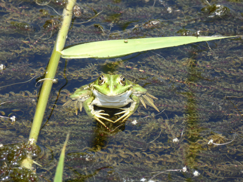 Frosch in Weiher