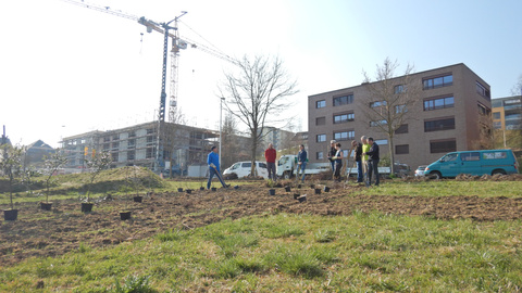 Pflanzaktion im Zeppelinring. Wildhecken schaffen Lebensraum