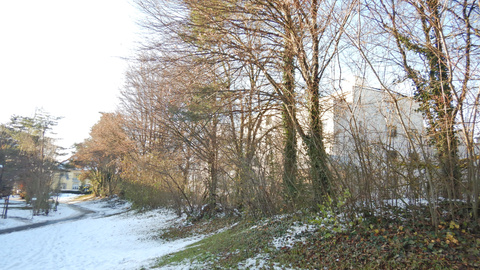Baumhecke Bellevue