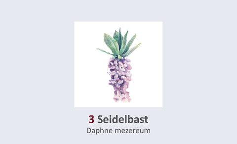 Seidelbast, Daphne mezereum Duft- und Winterblütengarten Schild 3