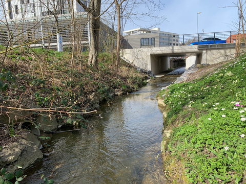 Schoderbach renaturiert bis Brücke Brückenstrasse