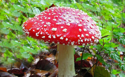 Schön, aber giftig: Der Fliegenpilz. Fliegenpilz