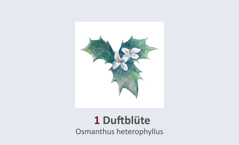 Osmanthus heterophyllus Duft- und Winterblütengarten Schild 1