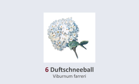 Duftschneeball, Viburnum farreri Duft- und Winterblütengarten Schild 6