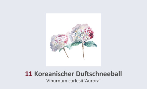 Koreanischer Duftschneeball, Viburnum carlesii 'Aurora' Duft- und Winterblütengarten Schild 11
