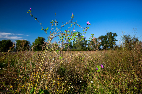 Blumenwiese