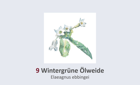 Wintergrüne Ölweide, Elaeagnus ebbingei Duft- und Winterblütengarten Schild 9