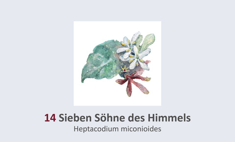 Sieben Söhne des Himmels, Heptacodium miconioides Duft- und Winterblütengarten Schild 14