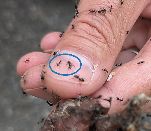 Tapinoma magnum Grössenvergleich Tapinoma magnum Grössenvergleich