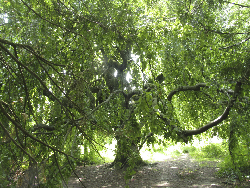 Das Arboretum im Seeburgpark
