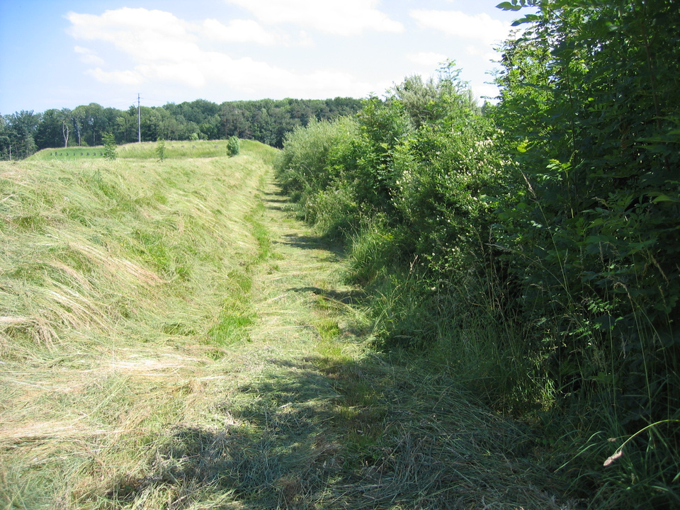 Wildhecke Fohrenhölzli