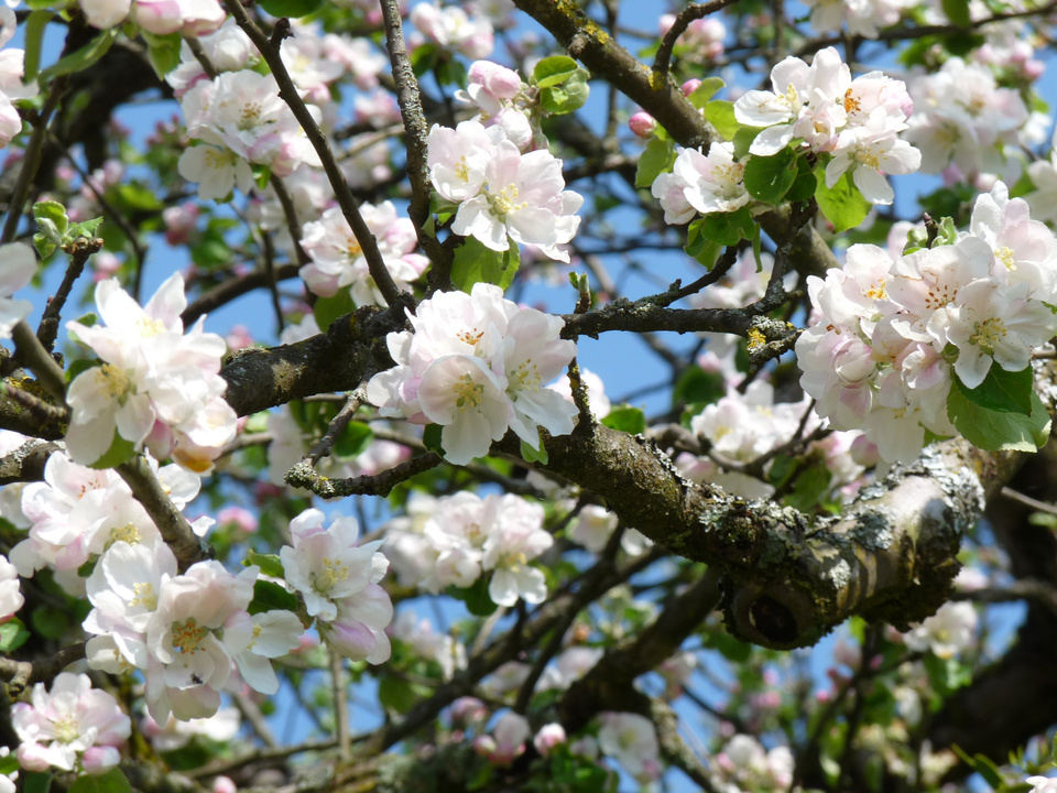 Blüten Obstbaum