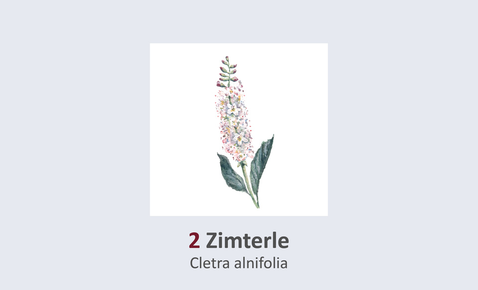 Zimterle, Clethra alnifolia Duft- und Winterblütengarten Schild 2