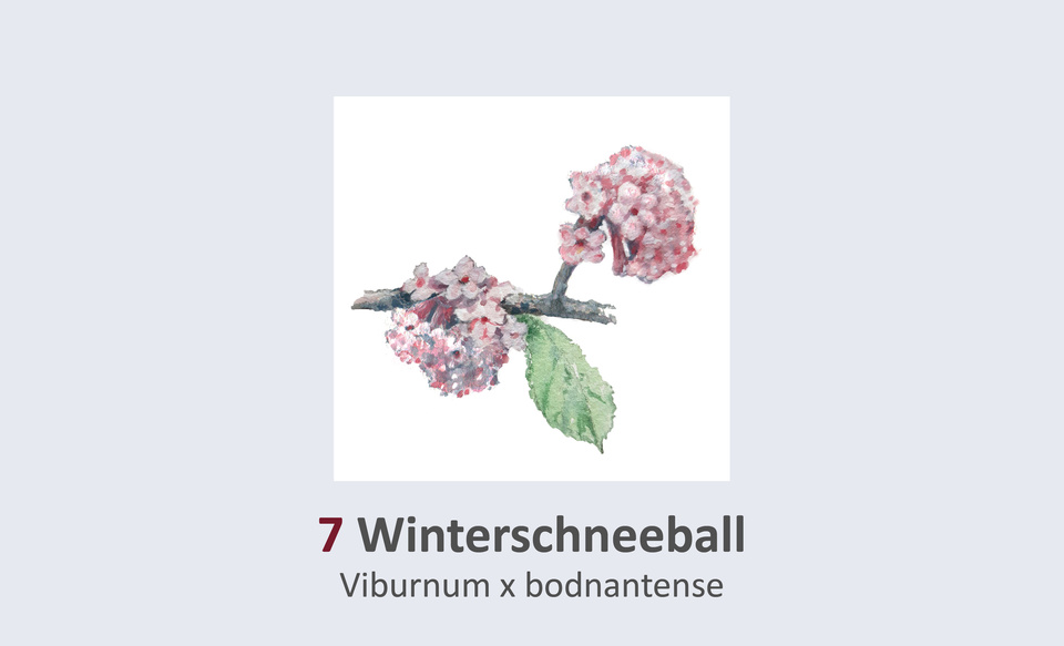 Duft- und Winterblütengarten Schild 7