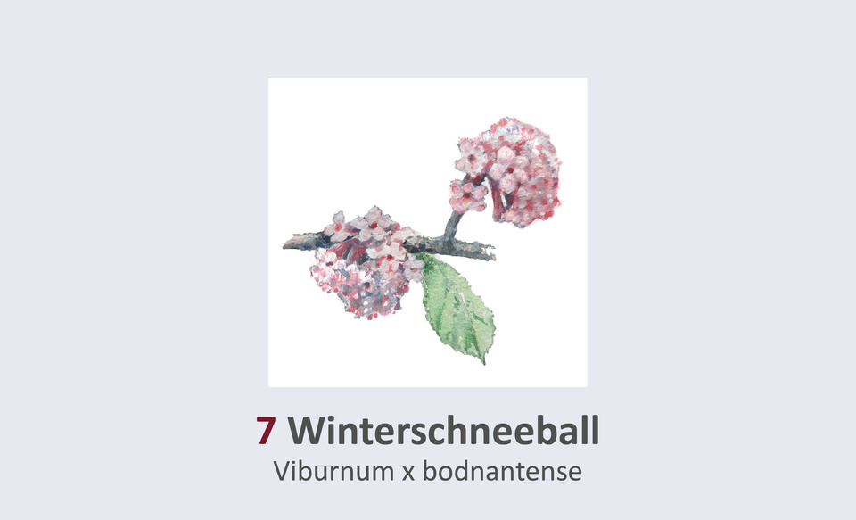 Winterschneeball, Viburnum x bodnantense Duft- und Winterblütengarten Schild 7