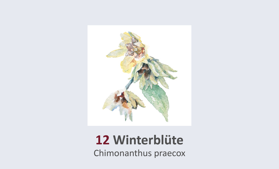 Winterblüte, Chimonanthus praecox Duft- und Winterblütengarten Schild 12