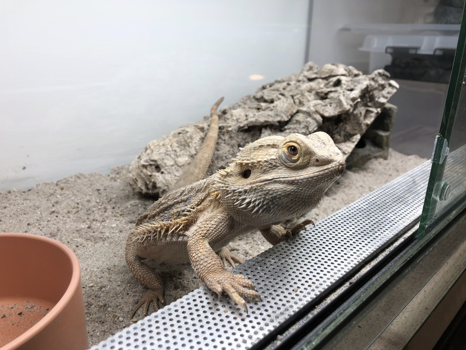 Wildvogel-/Reptilienstation