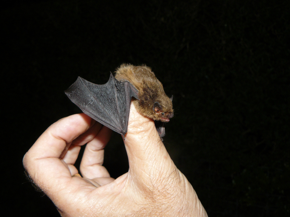 Auch die kleine Mückenfledermaus jagt am Seeufer nach Nahrung. (Foto: Wolf-Dieter Burkhard) Bild Fledermaus