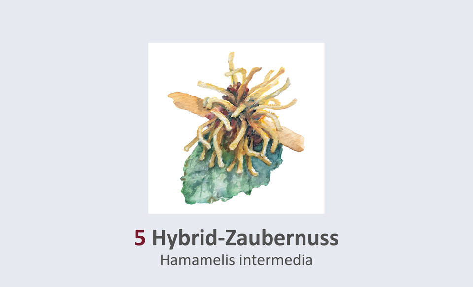 Hybridzaubernuss, Hamamelis x intermedia Duft- und Winterblütengarten Schild 5