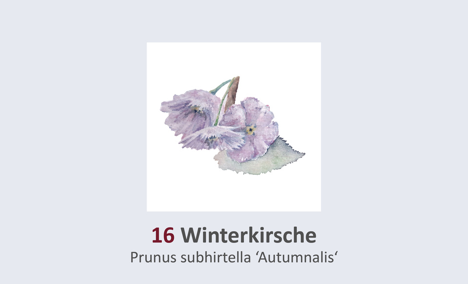 Duft- und Winterblütengarten Schild 16