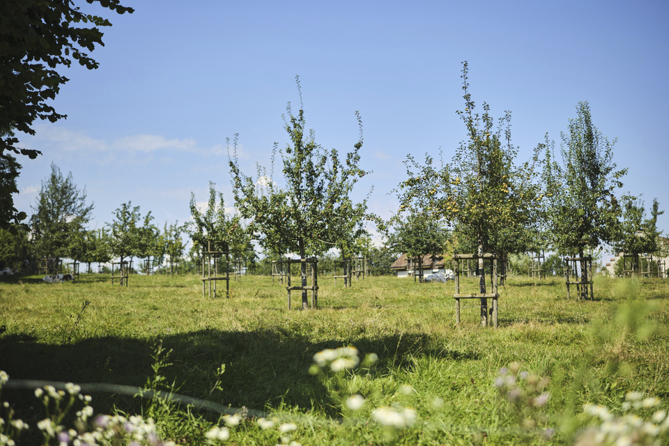 Im Obstgarten im Seeburgpark findet man einige alte Sorten. Obstgarten im Seeburgpark