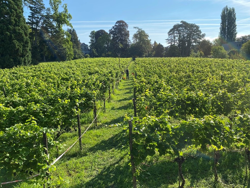 Hörnliberg Hörnliberg