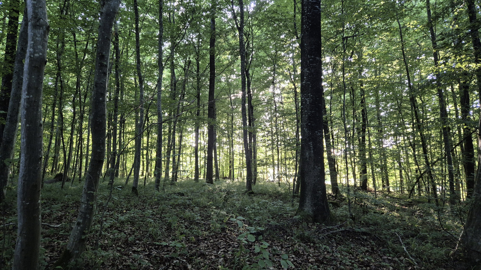 Wem gehört der Wald Wem gehört der Wald
