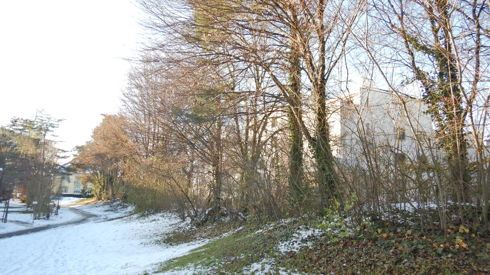 Baumhecke Bellevue Baumhecke Bellevue