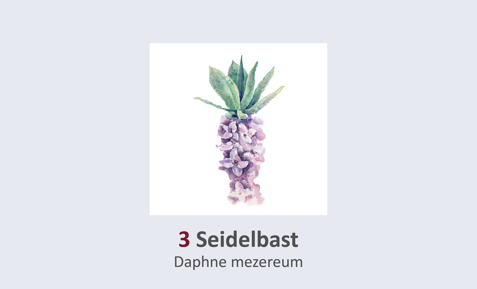 Seidelbast, Daphne mezereum Duft- und Winterblütengarten Schild 3