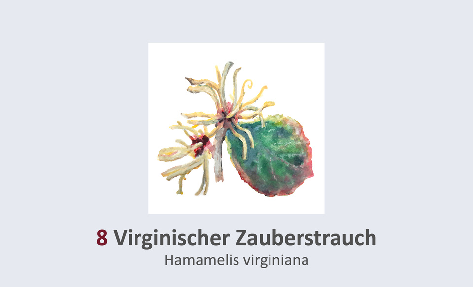 Virginischer Zauberstrauch, Hamamelis virginiana Duft- und Winterblütengarten Schild 8