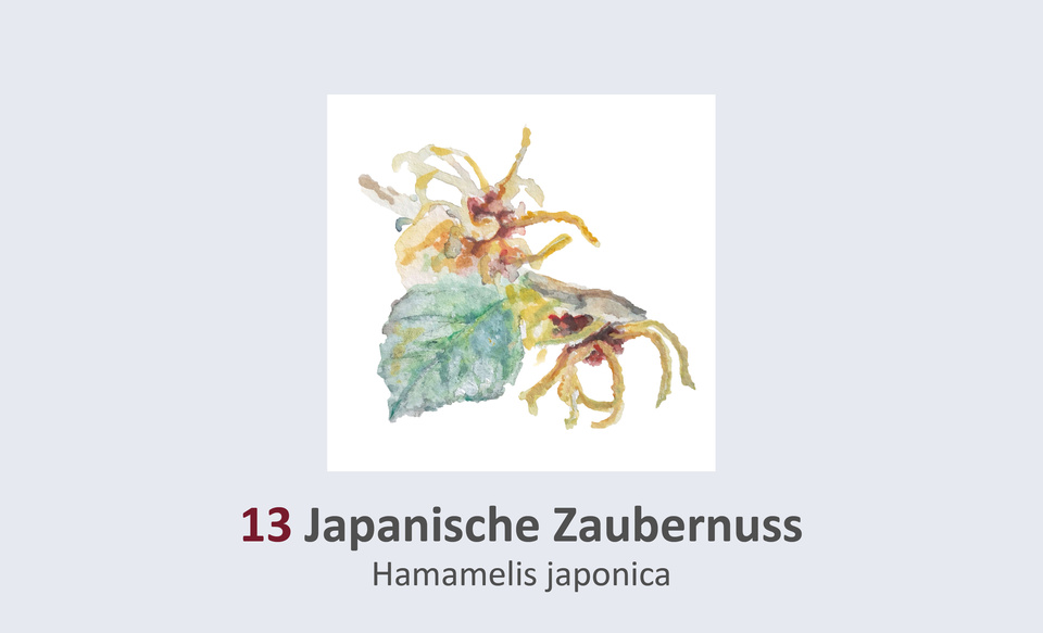 Japanische Zaubernuss, Hamamelis japonica Duft- und Winterblütengarten Schild 13